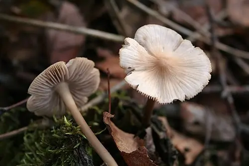Another view of Common Bonnet