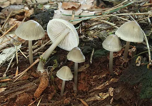 Another view of Common Bonnet