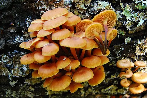Another view of Pinewood Gingertail