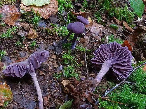 Amethyst Deceiver