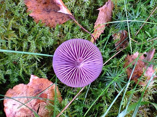 Another view of Amethyst Deceiver