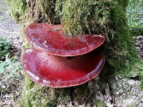 Another view of Beefsteak Polypore