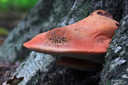 Another view of Beefsteak Polypore