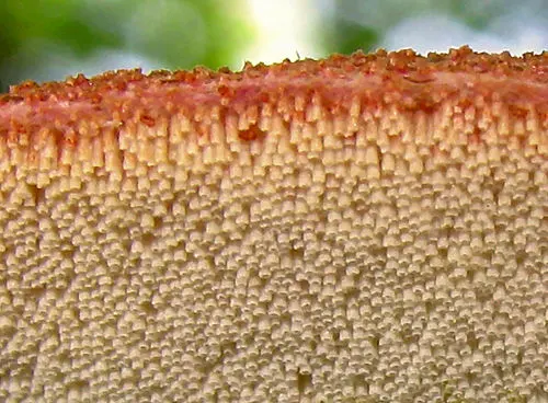 Another view of Beefsteak Polypore