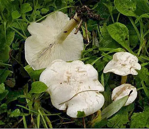 Ivory Funnel