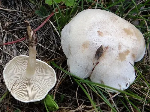 Another view of Ivory Funnel