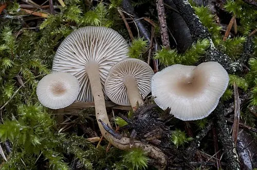 Fragrant Funnel