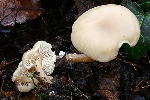 Another view of Fragrant Funnel