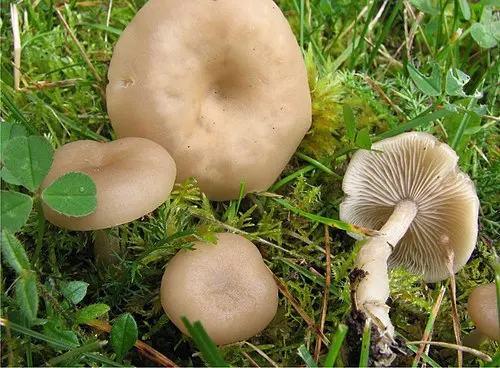 Another view of Fragrant Funnel
