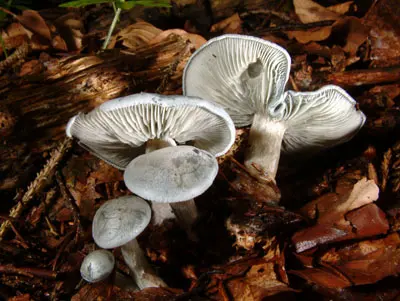 Another view of Aniseed Funnel