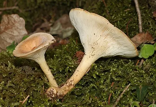 Another view of Common Funnel