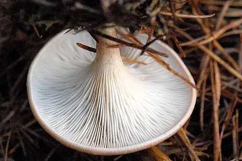 Another view of Common Funnel