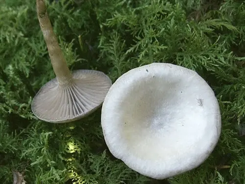 Another view of Twotone Funnel