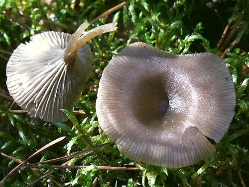 Another view of Twotone Funnel