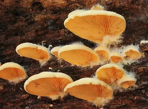Stinking Orange Oyster