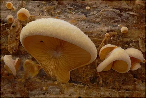 Another view of Stinking Orange Oyster
