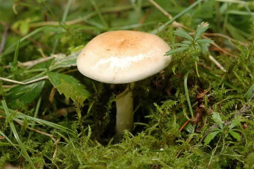 Another view of Poison Pie