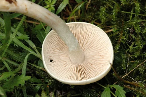 Another view of Poison Pie