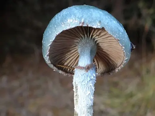 Blue Roundhead