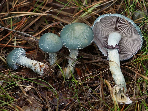 Another view of Verdigris Agaric