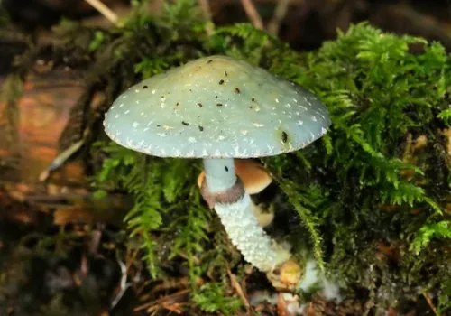 Another view of Verdigris Agaric