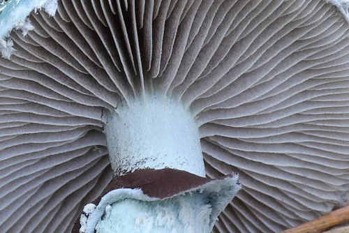 Another view of Verdigris Agaric