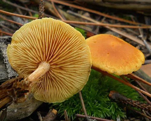 Common Rustgill