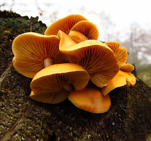 Another view of Common Rustgill