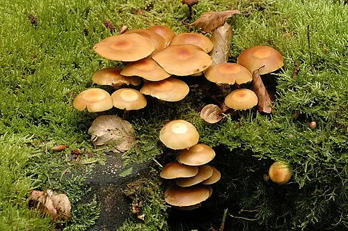 Sheathed Woodtuft