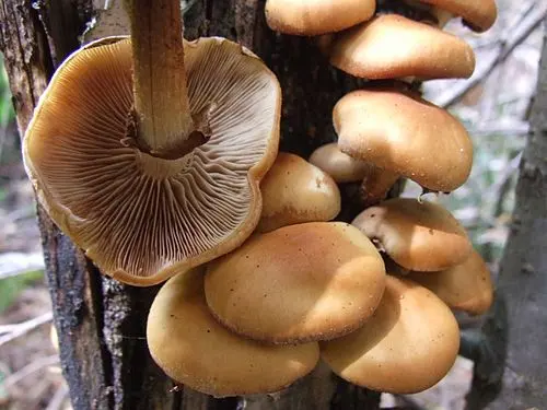 Another view of Sheathed Woodtuft