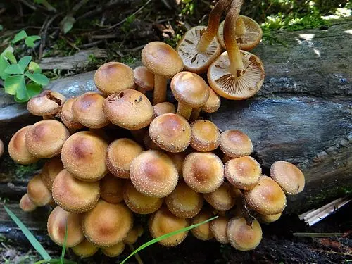 Another view of Sheathed Woodtuft