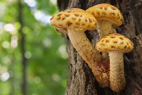 Another view of Golden Scalycap