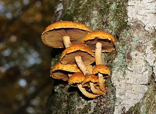 Another view of Golden Scalycap