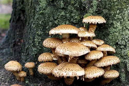 Another view of Shaggy Scalycap