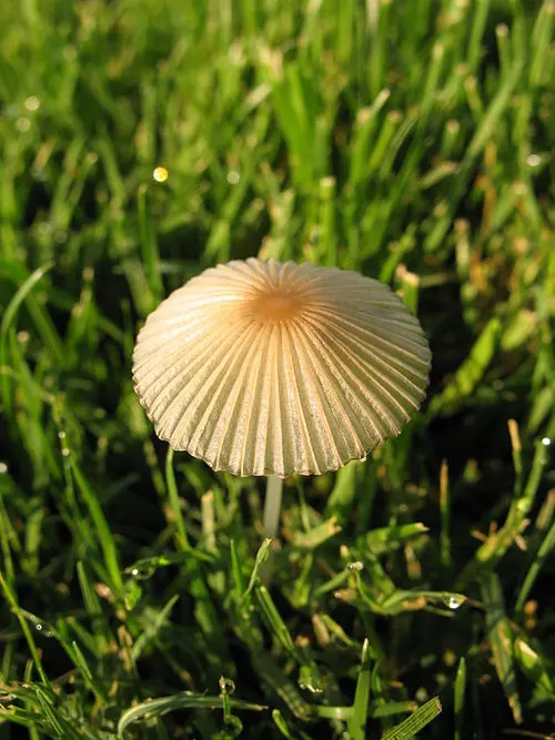 Pleated Inkcap