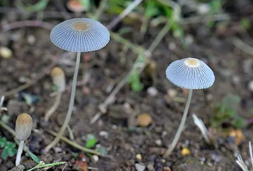 Another view of Pleated Inkcap