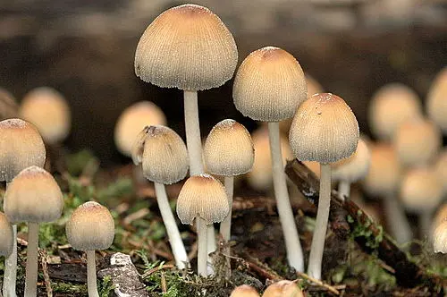 Another view of Glistening Inkcap