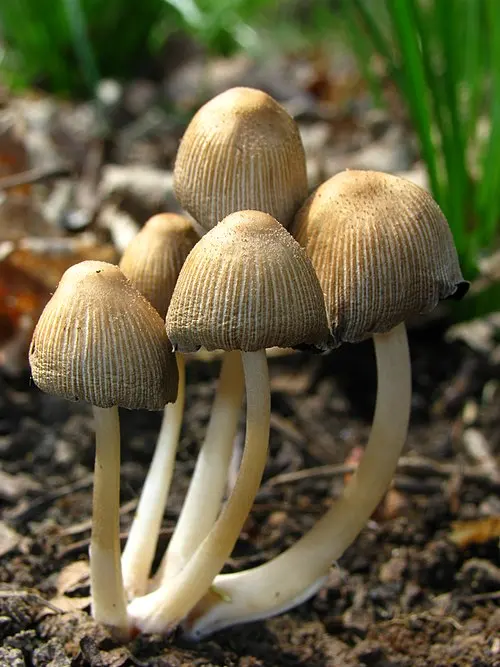 Another view of Glistening Inkcap