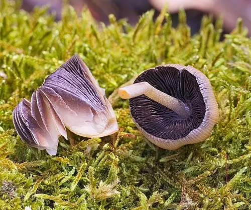 Another view of Glistening Inkcap