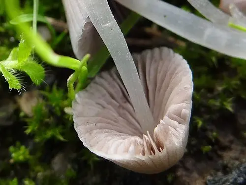 Another view of Trooping Crumble Cap
