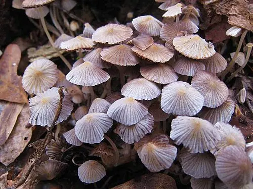 Another view of Trooping Crumble Cap
