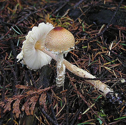 Another view of Shield Dapperling
