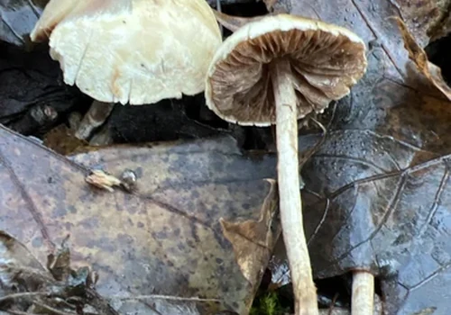 Another view of Hetier's Powdercap