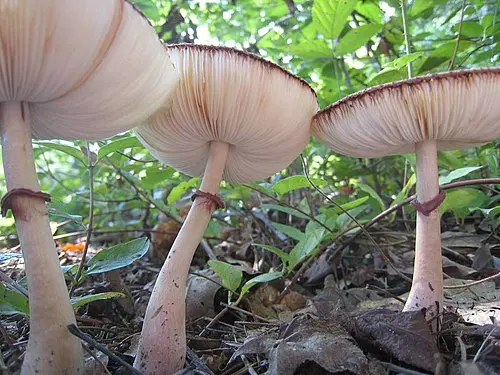 Another view of Reddening Lepiota