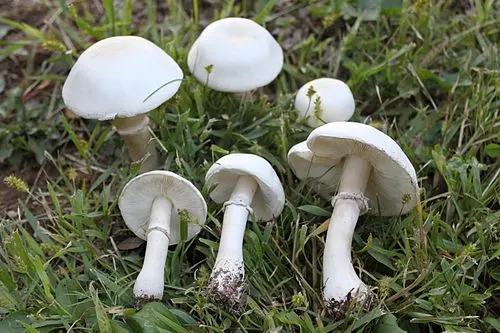 White Dapperling