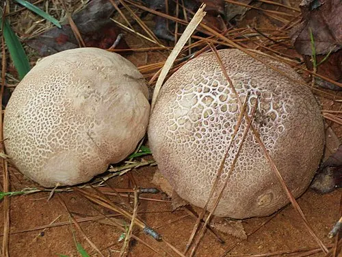 Purple-Spored Puffball