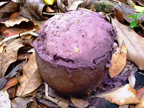 Another view of Purple-Spored Puffball
