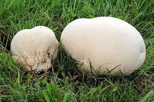 Another view of Giant Puffball