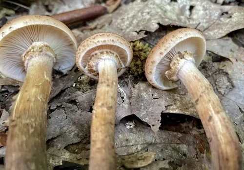 Gemina Honey Mushroom