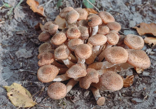 Bulbous Honey Fungus
